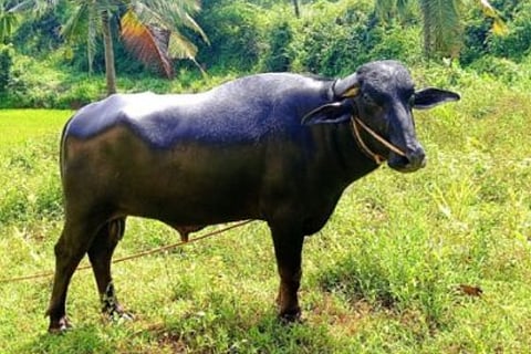 buffalo nagu which succumbed to heart attack during kambala