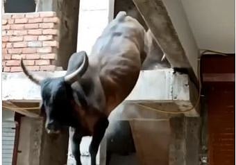bull