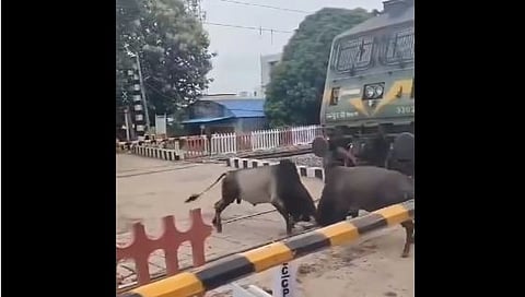 bulls