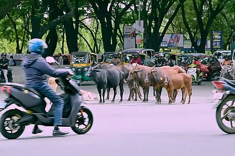 cattle