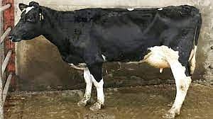 cow