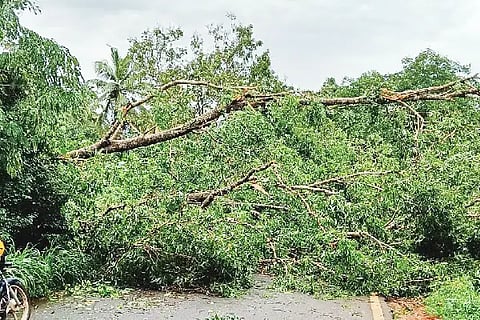 dangerous tree