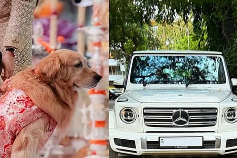 dog