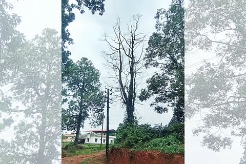 dry tree