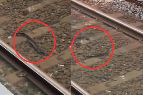 fishes train
