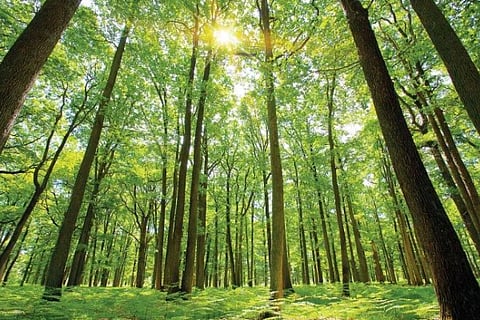 forest