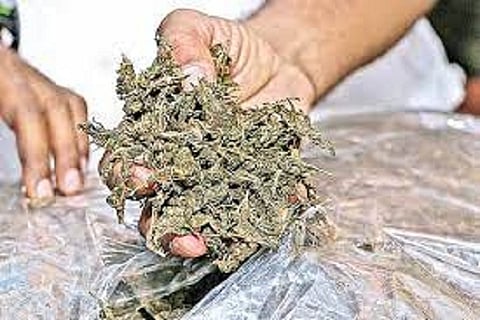 ganja