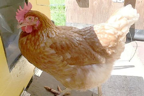 hen