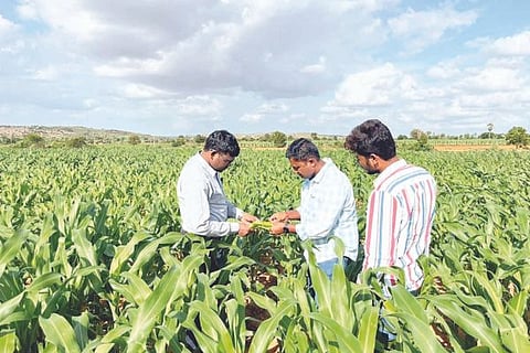 kudlgi corn disese