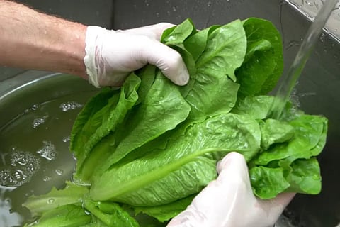 leafy vegetables