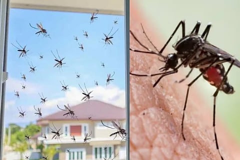 mosquitoes