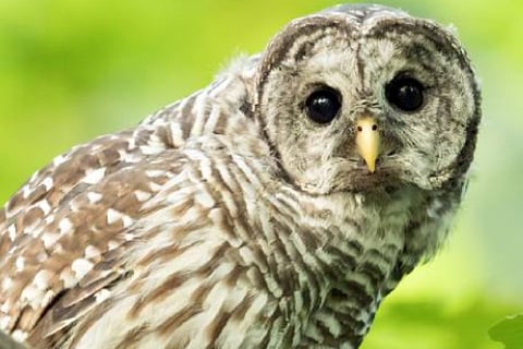 owl