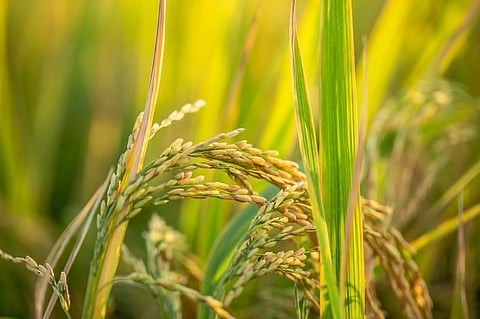 piece-golden-rice-rice-waiting-be-harvested_1205-11332