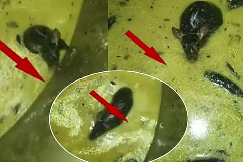 rat video