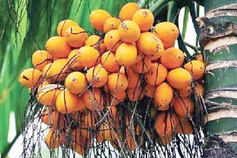 ಸಂಪಾದಕೀಯ