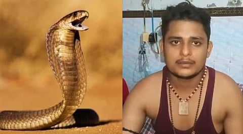 snake