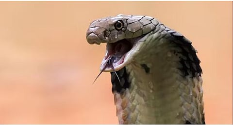 snake