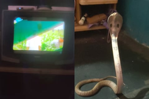 snake viral
