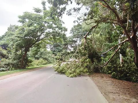 tke tree