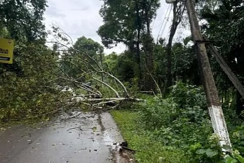 tree