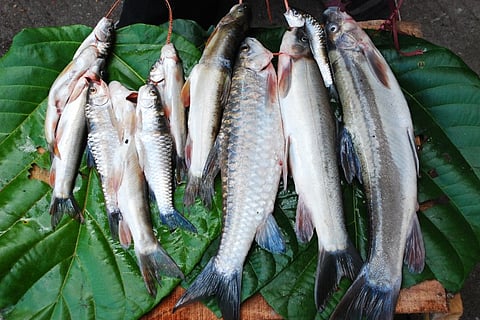 trout-lal-bazaar-gangtok