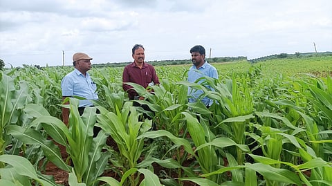 koppal sweet corn agriculture scientist visit fields