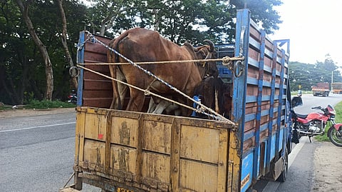 1 cow