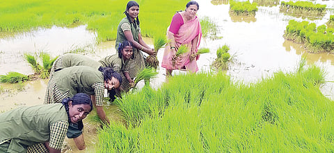ಕೃಷಿ ಚಟುವಟಿಕೆಯಲ್ಲಿ ತೊಡಗಿಸಿಕೊಂಡ ವಿದ್ಯಾರ್ಥಿಗಳು