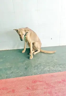 17 HHR P 07 dog