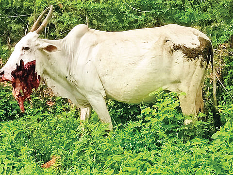 ನಾಡ ಬಾಂಬ್ ಸಿಡಿದು ಹಸುವಿನ ಬಾಯಿ ಛಿದ್ರ
