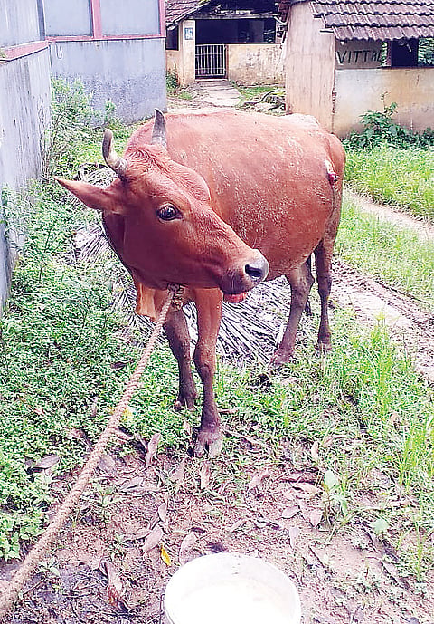 ಮೇಯಲು ಕಟ್ಟಿದ್ದ ಹಸು ಮೇಲೆ ಕಾಡಾನೆ ದಾಳಿ