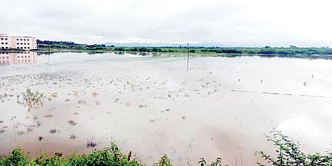ಭತ್ತದ ಗದ್ದೆಗೆ ಕಾಲುವೆ ನೀರು ಹರಿದು ನಷ್ಟ