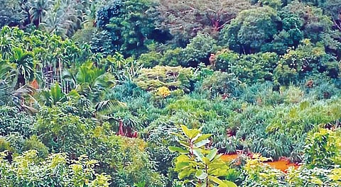24sirsi1- LAKE