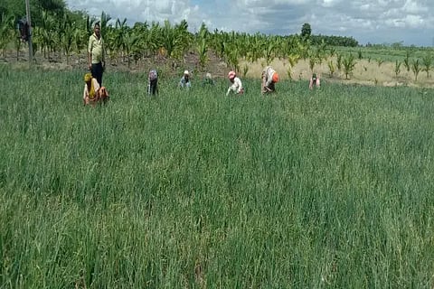 26 BIRUR 02 (1)