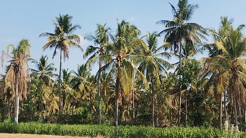 29-07-rama-coconut