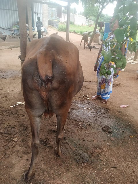 koppal gabbur cow tale cut issue farmer