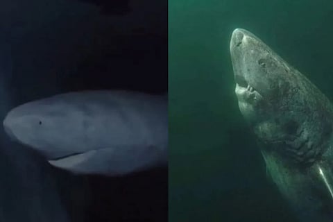 392 year old Shark in the Arctic Ocean exploring the ocean since 1627