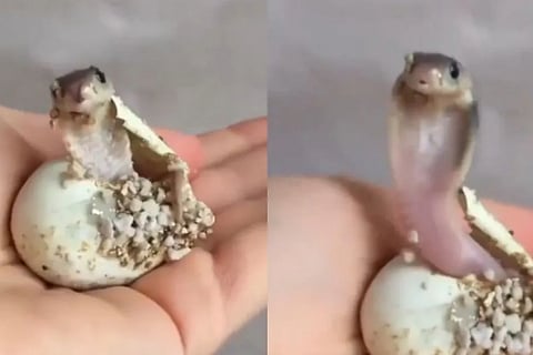Baby cobra hatching from the egg video viral