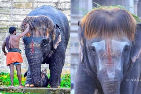 Bob Cut Sengamalam An Elephant Famous For Her Unique Hairstyle