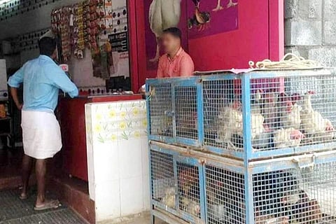 Chicken Price