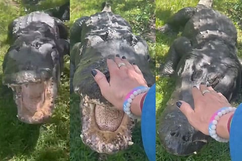 Crocodiles
