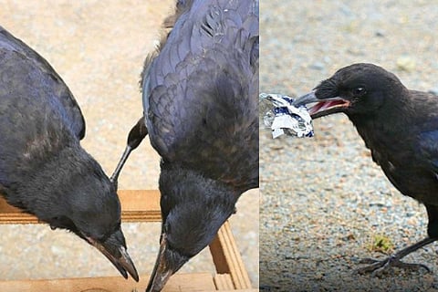 Crow