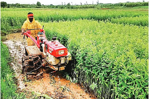 Cultivation of jute for green manure