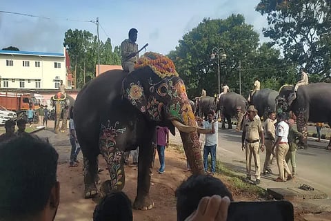 Dasara Elephants