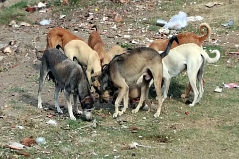 Dogs