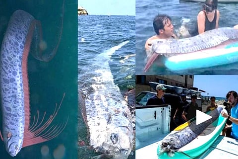 Doomsday Fish, Oarfish