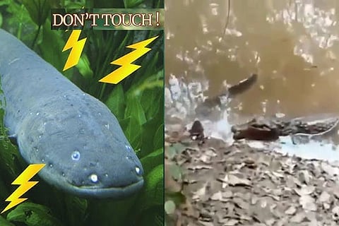 Eels Fish, Crocodile