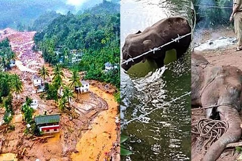 Elephant Kerala Curse