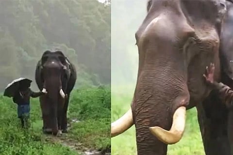 Elephant, Mahout