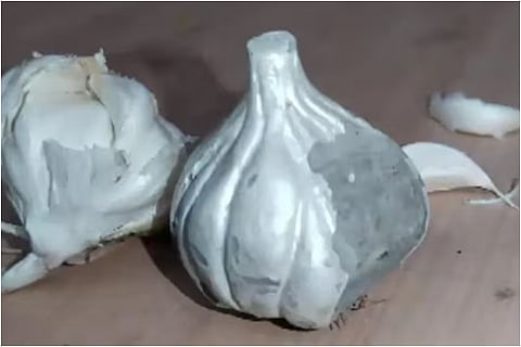Fake garlic